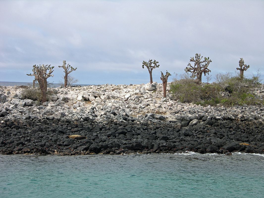 Galapagos 2-2-01 Santa Fe Sea Lions On Peninsula